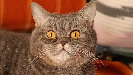 portret my cat © Olexandr Kasianenko