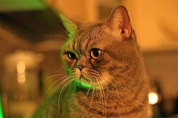 portret my cat © Olexandr Kasianenko