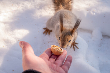 Fototapeta premium Squirrel eats nuts from a man's hand. Caring for animals in winter or autumn.