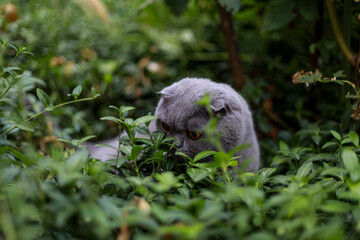 Obraz premium Cat Scottish fold grey cat hiding angry in the garden in green grass, observing surroundings with tense posture, flattened ears, sharp gaze, blending quietly among plants under soft daylight today.