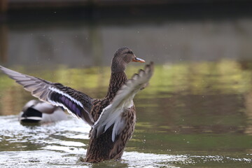 Female Mallard Duck Flapping Wings on Water Surface: Wild Anas platyrhynchos Bird Splashing Water Drops. Dynamic Action Shot of Waterfowl Cleaning Plumage