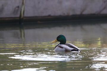 Obraz premium Pair of Wild Mallard Ducks Swimming in Calm Pond: Male and Female Anas platyrhynchos Waterfowl Together. Romantic Nature Scene in Autumn Environment