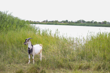 Fototapeta premium Goat, leash, walking, green grass, river, summer, outdoors, nature, farm, animal, sunny, peaceful, meadow, herbivore, rural, scenic, pastoral, gentle, calm, landscape, playful, freedom, summer day, wi