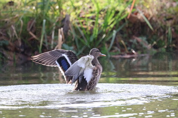 Female Mallard Duck Flapping Wings on Water Surface: Wild Anas platyrhynchos Bird Splashing Water Drops. Dynamic Action Shot of Waterfowl Cleaning Plumage