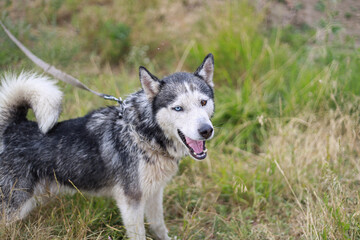 Obraz premium Husky dog, different eyes, playing outside, near river, after swimming, summer, village, Ukraine, joyful, energetic, wet fur, nature, green grass, sunlight, adventure, happiness, freedom, water splash