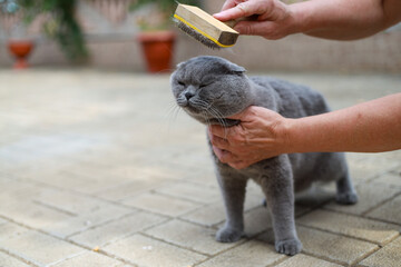 Scottish fold grey cat outside receives gentle grooming from a caring woman owner, highlighting simple pet care, calm bonding moments, natural surroundings, soft fur maintenance, and everyday attentio