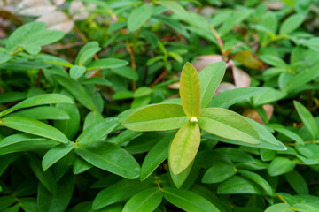 ナチュラルガーデンを彩るヒペリカムの緑