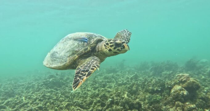 Sea turtle swimming in the waters of Mauritius near Pereybere beach in the north of Mauritius