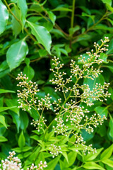 庭木のナンテンにつく可憐な白いつぼみ