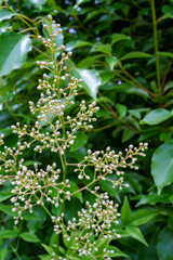 庭木のナンテンにつく可憐な白いつぼみ