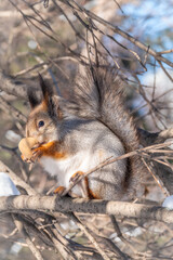 The squirrel with nut sits on tree in the winter or late autumn