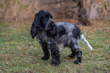 Un cocker noir et blanc dans un jardin - Portrait canin en nature