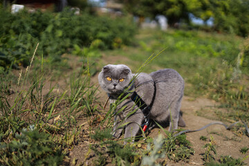 Scottish fold grey cat walking on a leash in the garden on bright green grass, exploring quietly, moving gently, between plants, enjoying soft sunlight while showing calm curious behavior outside.