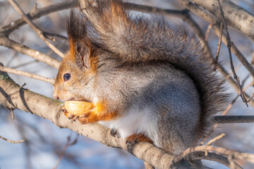 The squirrel with nut sits on tree in the winter or late autumn