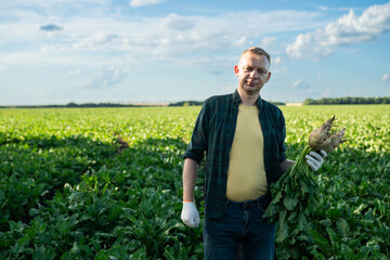 Fototapeta premium Male farmer in field holds ripe sugar beet looking to camera. Agronomist on field inspects the sugar beetroot
