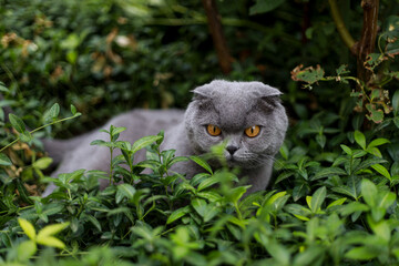 Scottish fold grey cat outside in summer garden hiding among green grass appears scared while observing surroundings, offering a gentle scene suitable for pet care articles, websites, and educational 