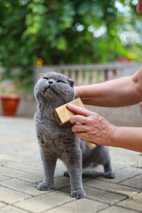 Scottish fold grey cat outside receives gentle grooming from a caring woman owner, highlighting simple pet care, calm bonding moments, natural surroundings, soft fur maintenance, and everyday attentio