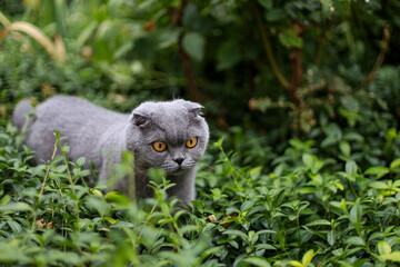 Scottish fold grey cat outside in summer garden hiding among green grass appears scared while observing surroundings, offering a gentle scene suitable for pet care articles, websites, and educational 