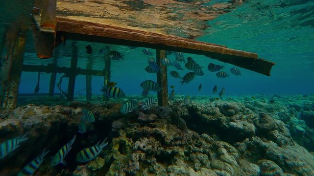A school of Indo-Pacific Sergeant, Abudefduf vaigiensis swims under the steps of the gangway of an old dilapidated pier that sits atop a reef crest, closeup.
