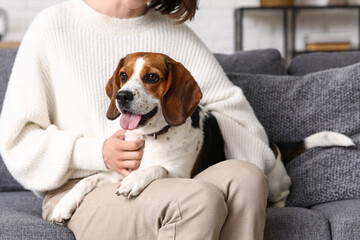 Fototapeta premium Adorable Beagle dog lying on young woman legs on comfortable sofa at home, closeup