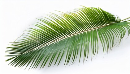 Obraz premium Tropical Palm Leaf Isolated On White Background
