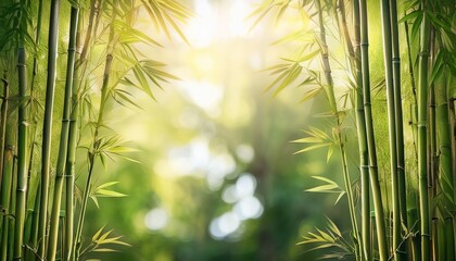 a serene image of bamboo with sunlight filtering through it