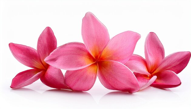 pink plumeria flower on white background