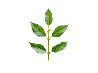 Obraz premium Green plant sprig with fresh leaves growing on transparent background