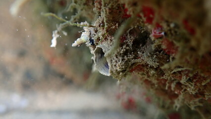 Polychaeta or bristle worm (Branchiomma luctuosum) tube undersea, Ligurian Sea, Italy, Imperia