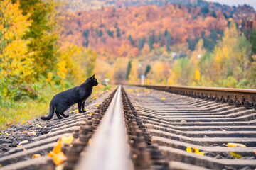 A black cat walks along the railroad tracks.
