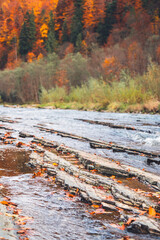 Mountain river flows through the forest. Many fallen yellow leaves. Stone river bank