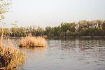 Islands of reeds growing in the river
