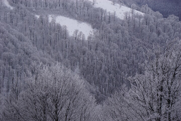 Frozen Crown of the Carpathians: Ice-Covered Trees Embracing a Hidden Winter Meadow