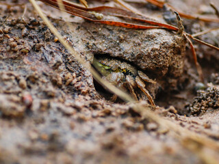 colorful crab on the beach wildlife