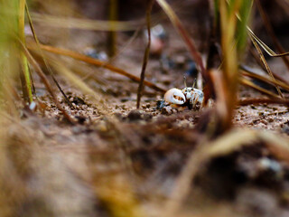 colorful crab on the beach wildlife