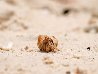 colorful crab on the beach wildlife
