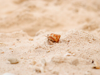 colorful crab on the beach wildlife