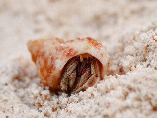colorful crab on the beach wildlife