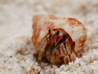 colorful crab on the beach wildlife