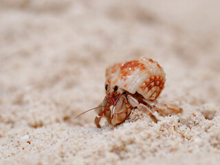colorful crab on the beach wildlife