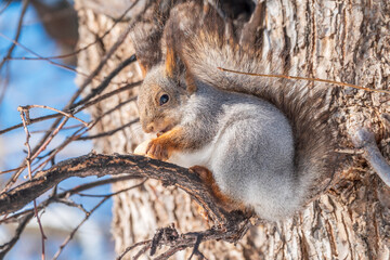 Obraz premium The squirrel with nut sits on tree in the winter or late autumn