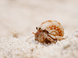 colorful crab on the beach wildlife