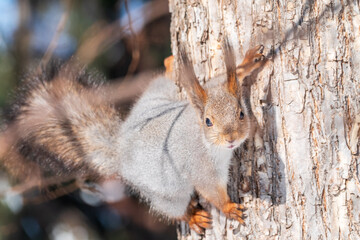 Portrait of a squirrel on a tree trunk