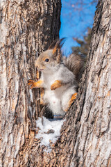 Portrait of a squirrel on a tree trunk