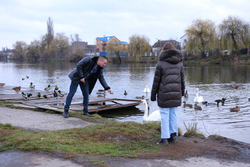 daughter father feeds a swan that is floating on the river with his hand. High quality photo