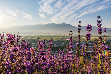 早朝のラベンダー畑