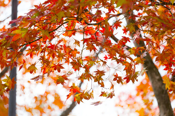 清水公園の紅葉
