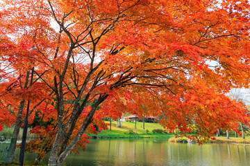 Obraz premium 清水公園の紅葉