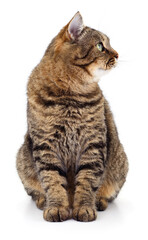 Tabby cat sitting isolated on white background