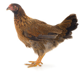 Brown hen standing isolated on white background